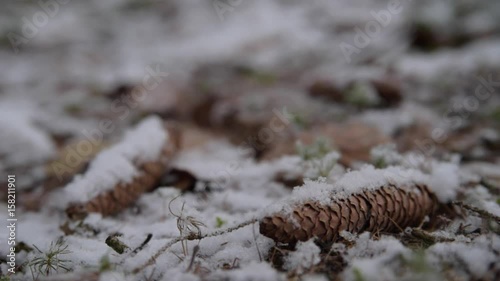 Wallpaper Mural Clouse up - cones in winter in forest Torontodigital.ca