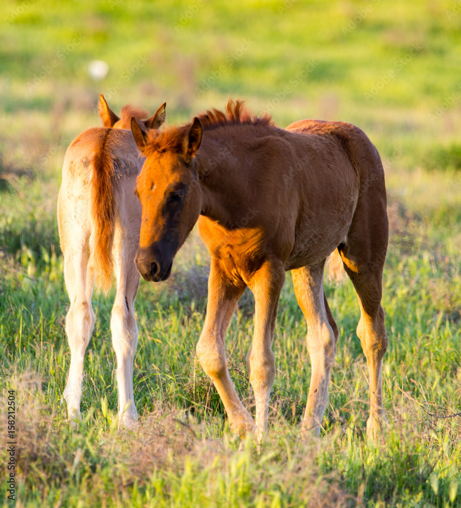Obraz premium Horses are walking in the pasture at sunset