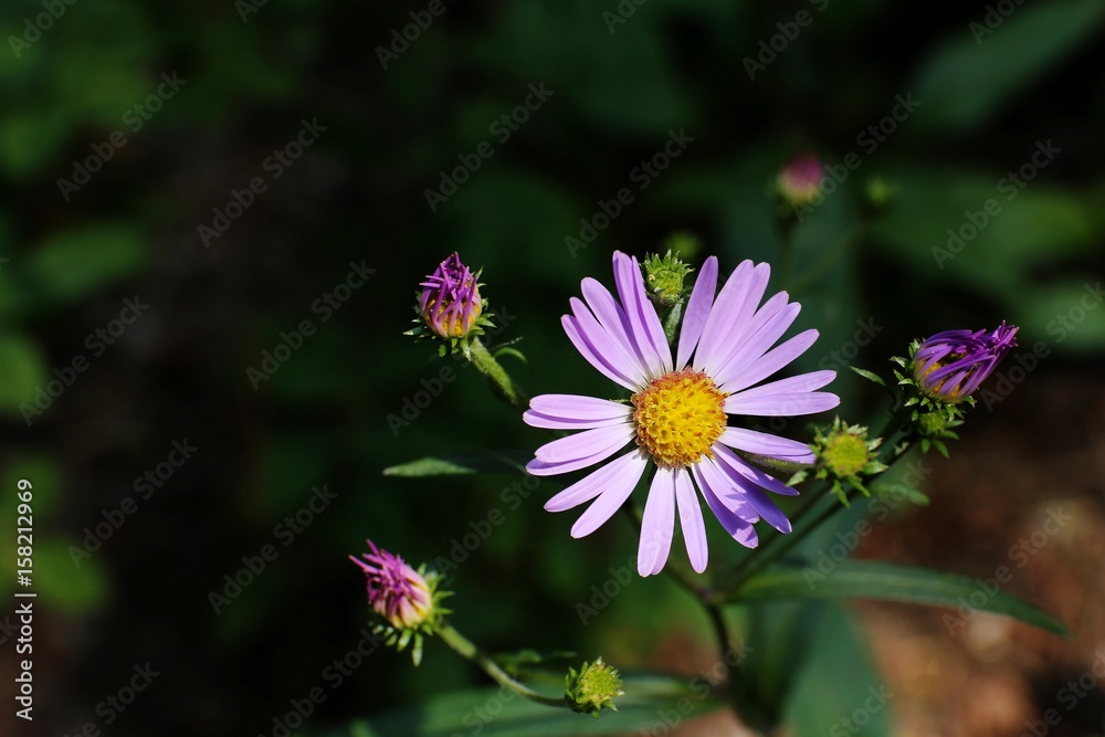 Obraz premium Violet forest flower