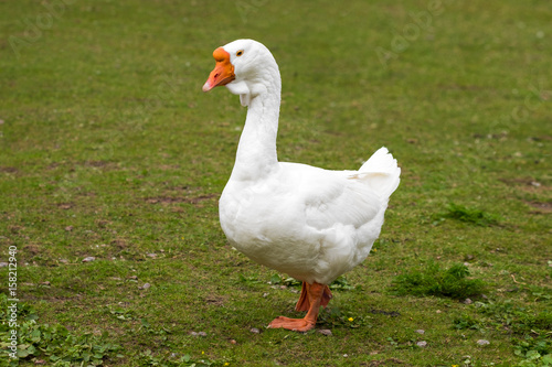 White goose on grass