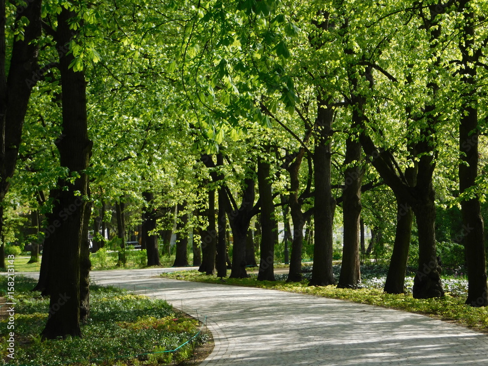 Path in Lazienki Royal Park