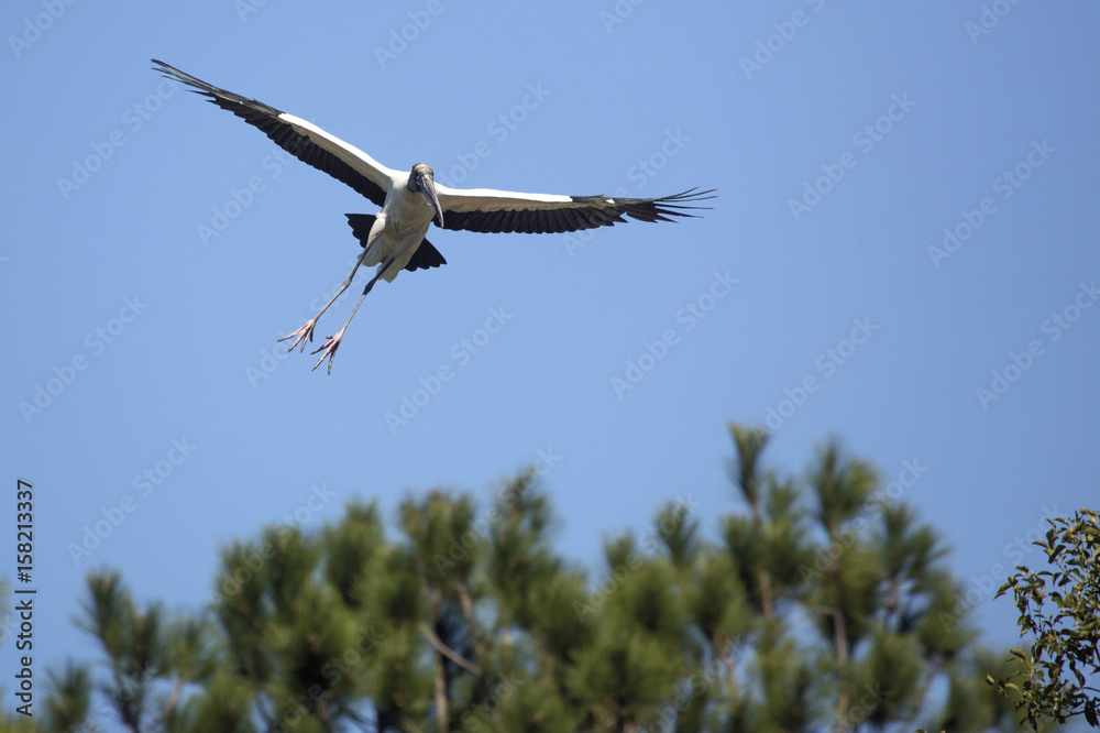 Wood stork coming in for a landing in central Florida. Wood stork coming in for a landing in central Florida.
