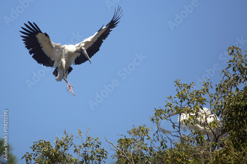 Wood stork coming in for a landing in central Florida.