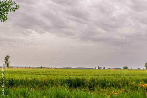 Campo