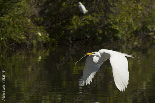 Great egret flying with nesting material in its bill, Florida.