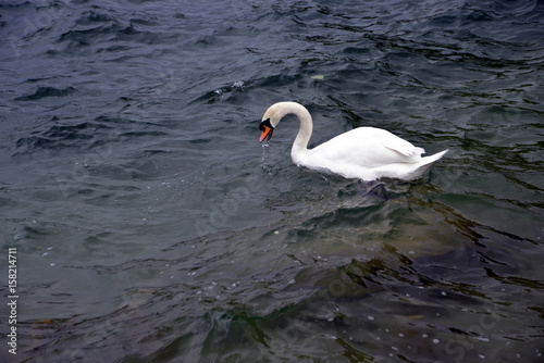 LAGO DE BLED