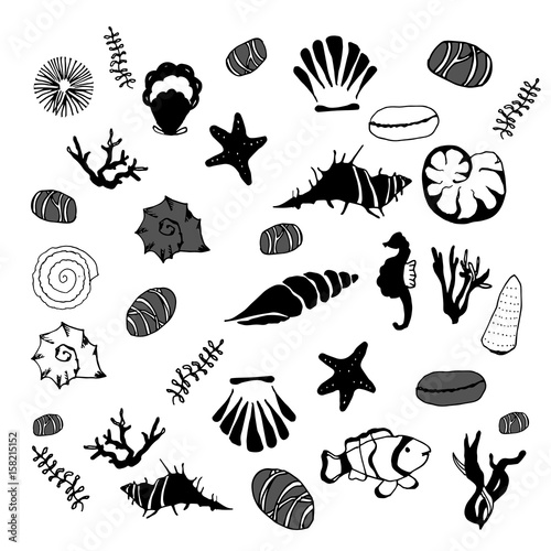 Sketch of shells, corals, sea stones on an isolated background. Hand drawn
