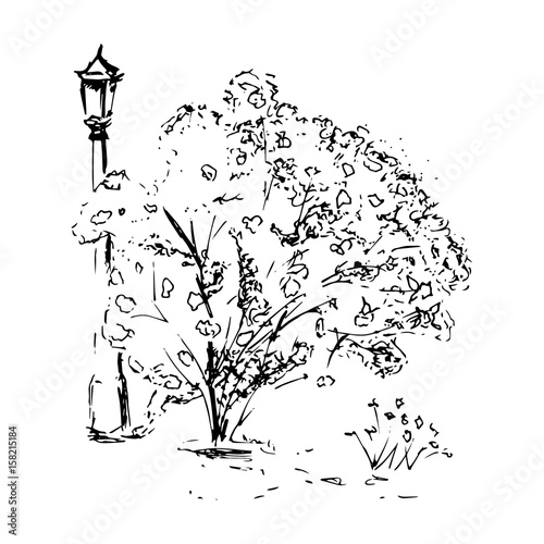 Sketch a flowering bush and street lamp on an isolated background. Hand drawn