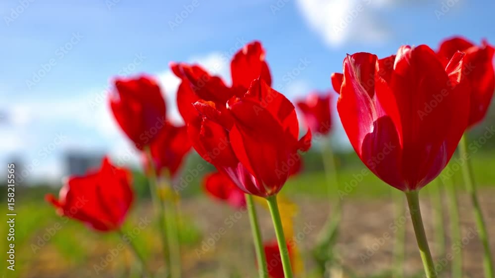 Blooming Red tulips on a blue sky background, closeup of tulips swaying in the wind. Blooming Red tulips on a blue sky background, closeup of tulips swaying in the wind.