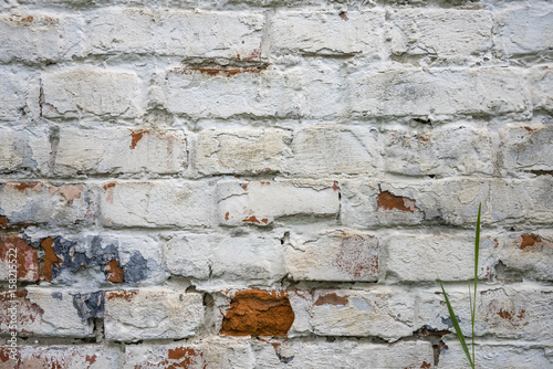 Fragment of whitewashed old brick wall with green stalk of grass  background