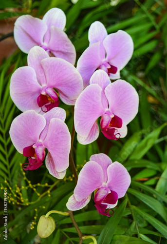 Pink Orchid Blooms at Balboa Park in San Diego  California