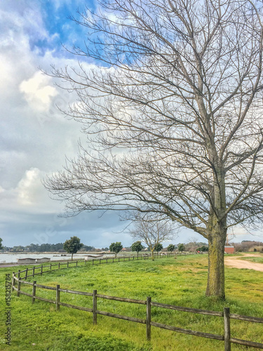 Tree and fence on the park