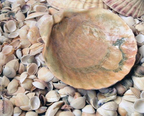 Sea cockleshells are formed of limestone. They are located on the beach..