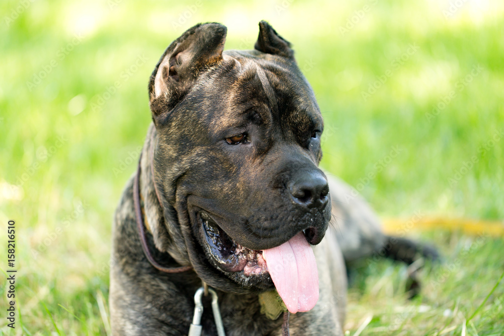 A portrait of a thoroughbred dog in nature A portrait of a thoroughbred dog in nature