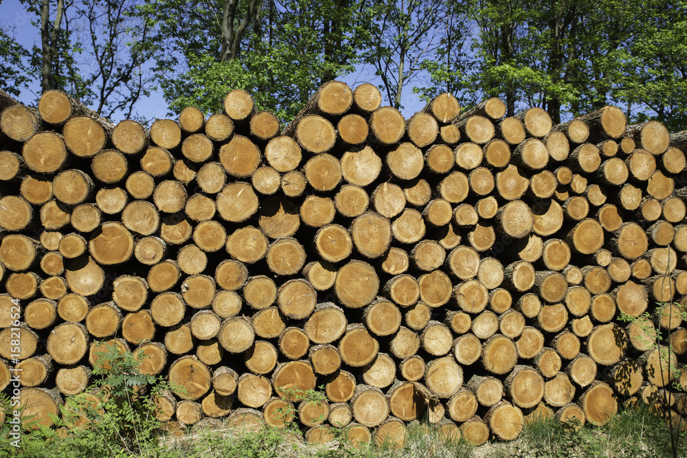 piles of wooden logs under blue sky piles of wooden logs under blue sky