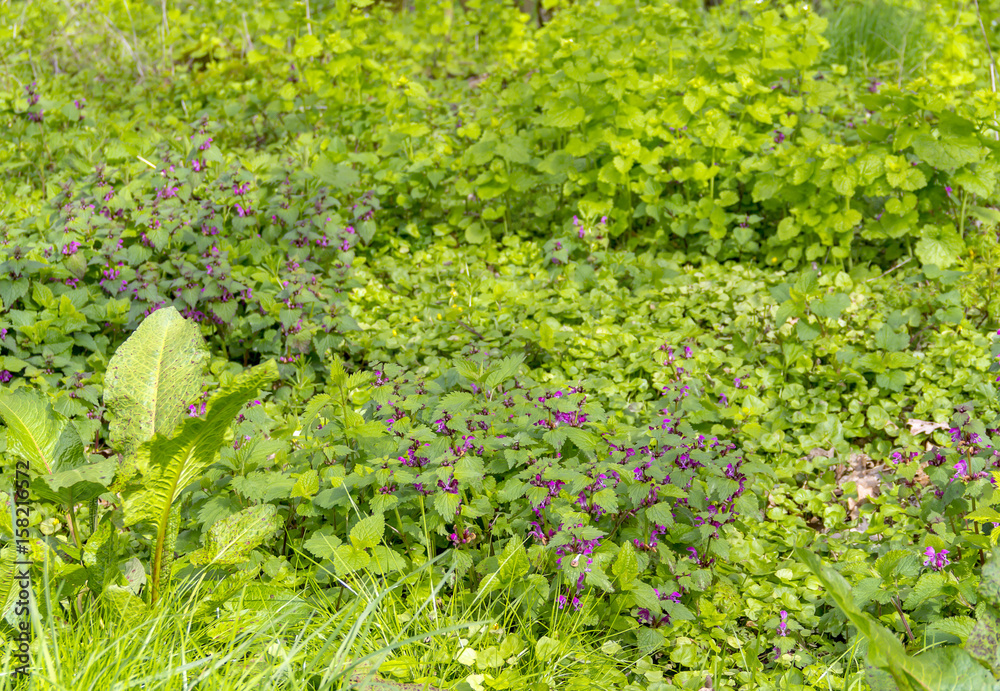 Fototapeta premium ground cover vegetation