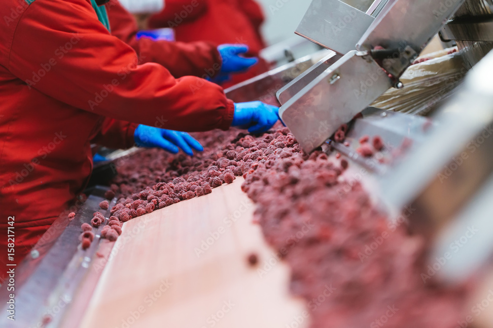 People at work. Unrecognizable workers hands in protective blue gloves make selection of frozen raspberries. Factory for freezing and packing of fruits and vegetables. Low light and visible noise. People at work. Unrecognizable workers hands in protective blue gloves make selection of frozen raspberries. Factory for freezing and packing of fruits and vegetables. Low light and visible noise.