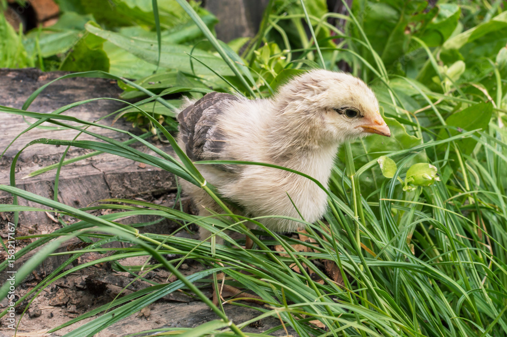 little chicken on the stump and green grass little chicken on the stump and green grass