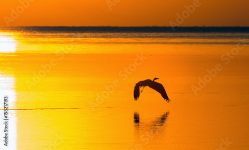 Silhouette of heron soaring above the firth on the background of the setting sun.