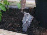 Old shovel in soil next to a plant and planter. Gardening tools