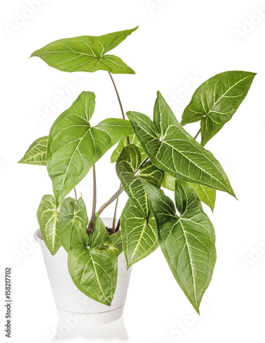 Syngonium plant growing