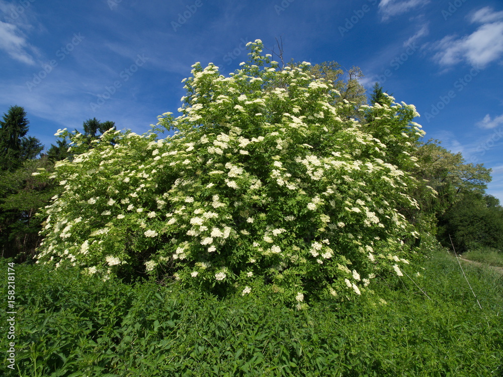 Holunder am Waldrand - Elderberry on the edge of the forest