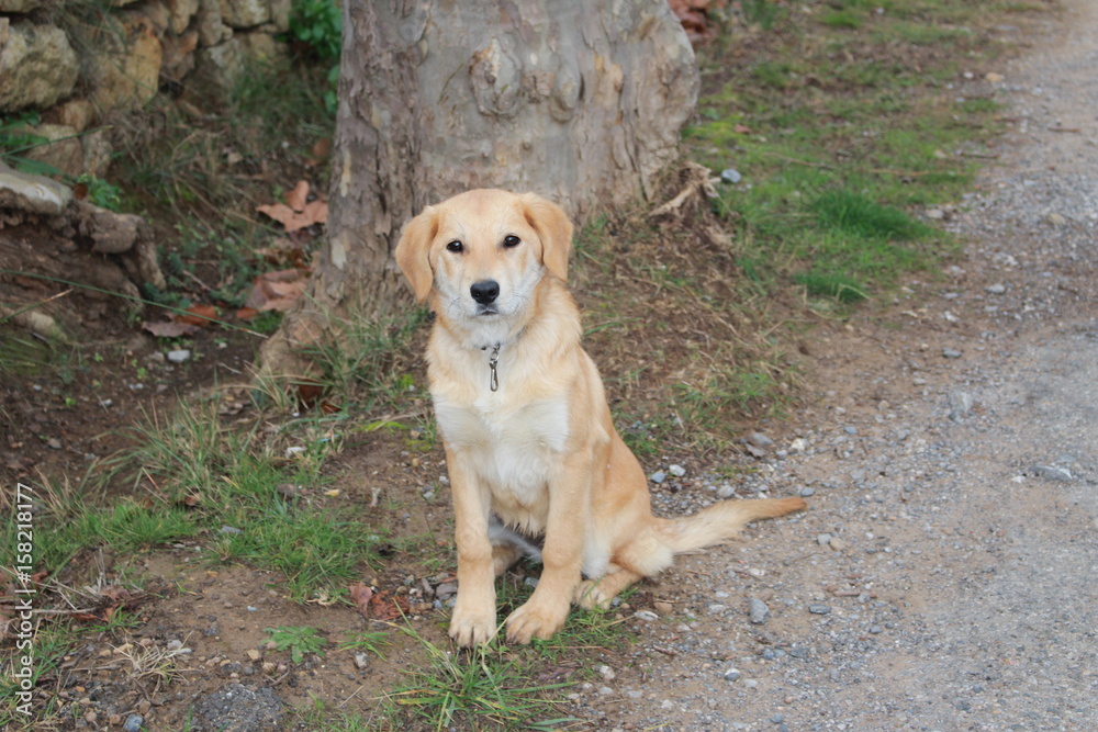 labrador golden retriver