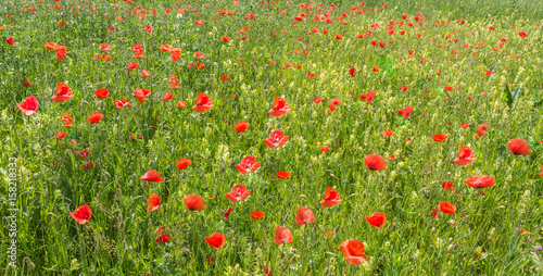 Mohnfeld mit vielen Blumen