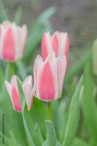 Greigii tulips or Turkestan tulips in garden photo