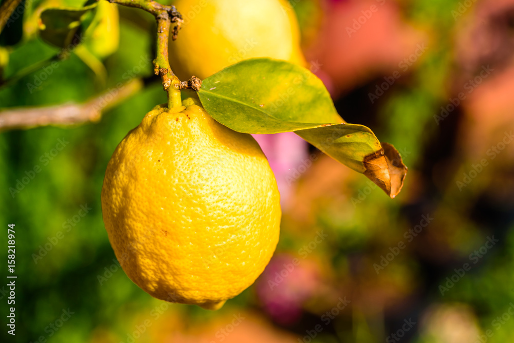 Close up of a lemon in a garden
