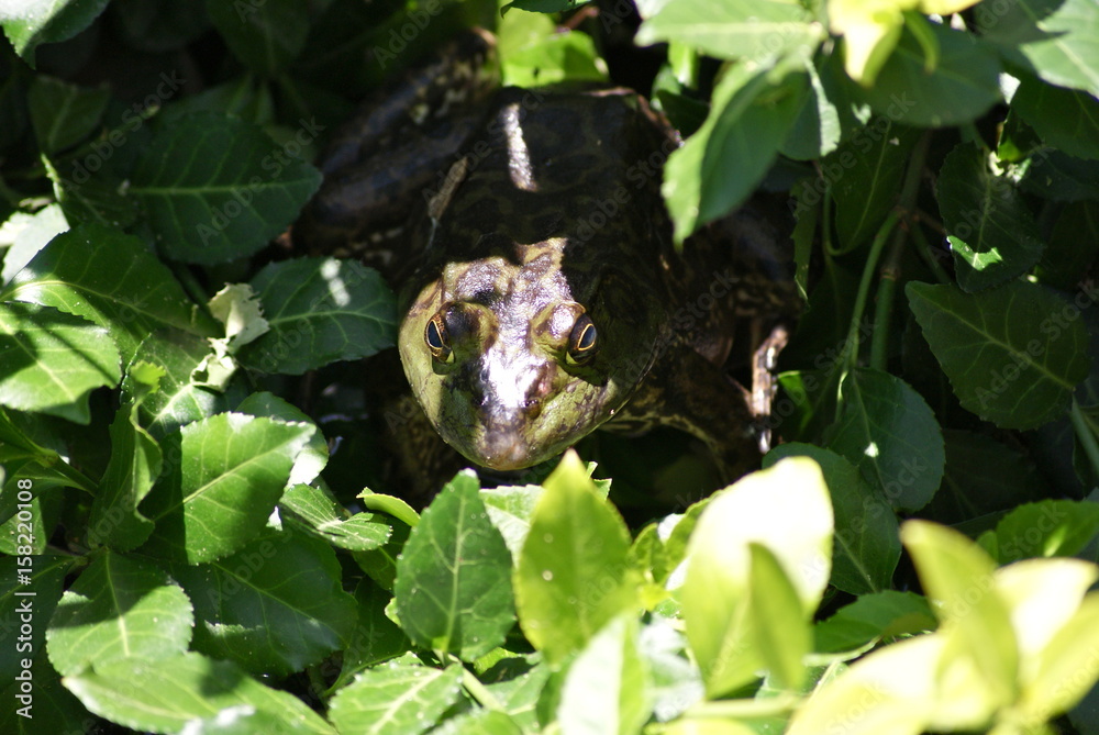 Obraz premium Found Your Hiding Spot