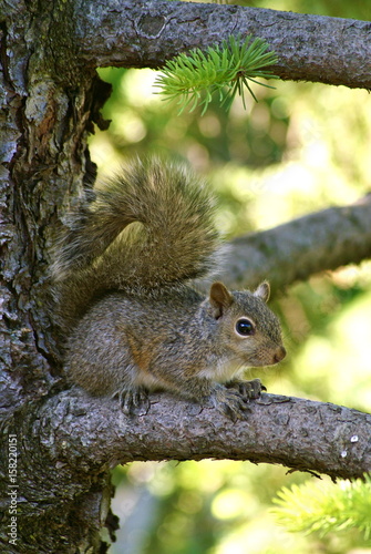 Baby Squirrel