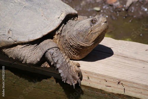 Profile Of A Turtle