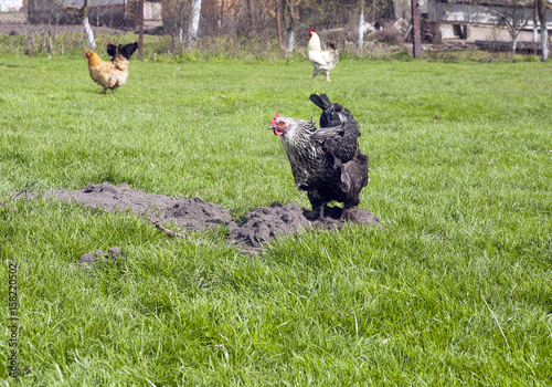 Black and white hen digging in ground on green lawn photo