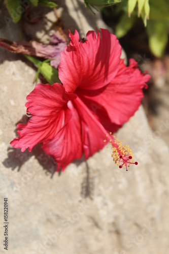 Blume