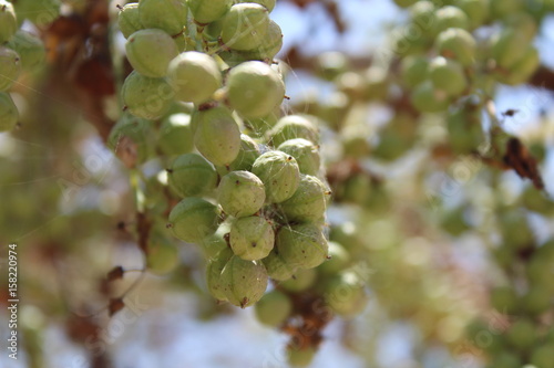 Frucht