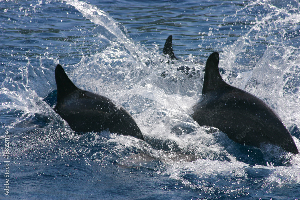 Fototapeta premium Dolphin 