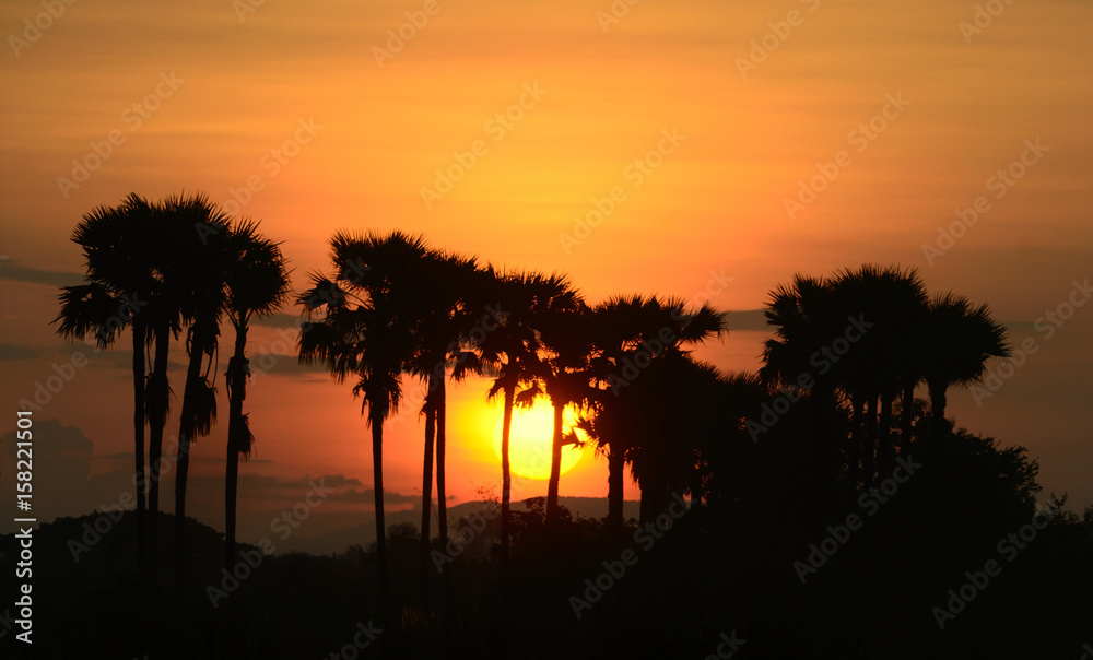 silhouette of palm trees with clouds sky and sunrise