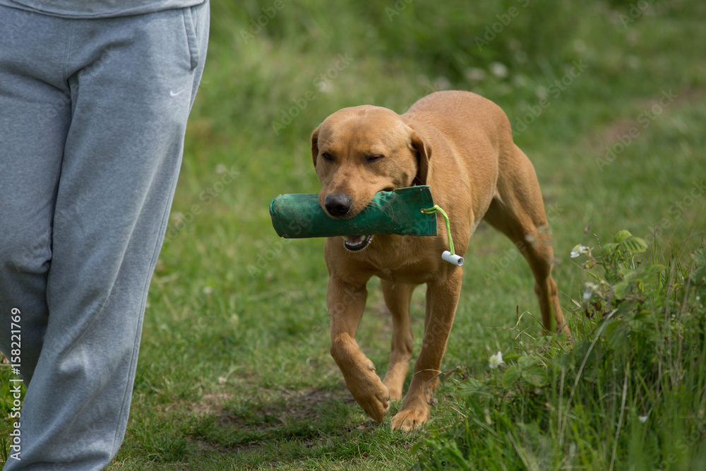 Gun Dog Training