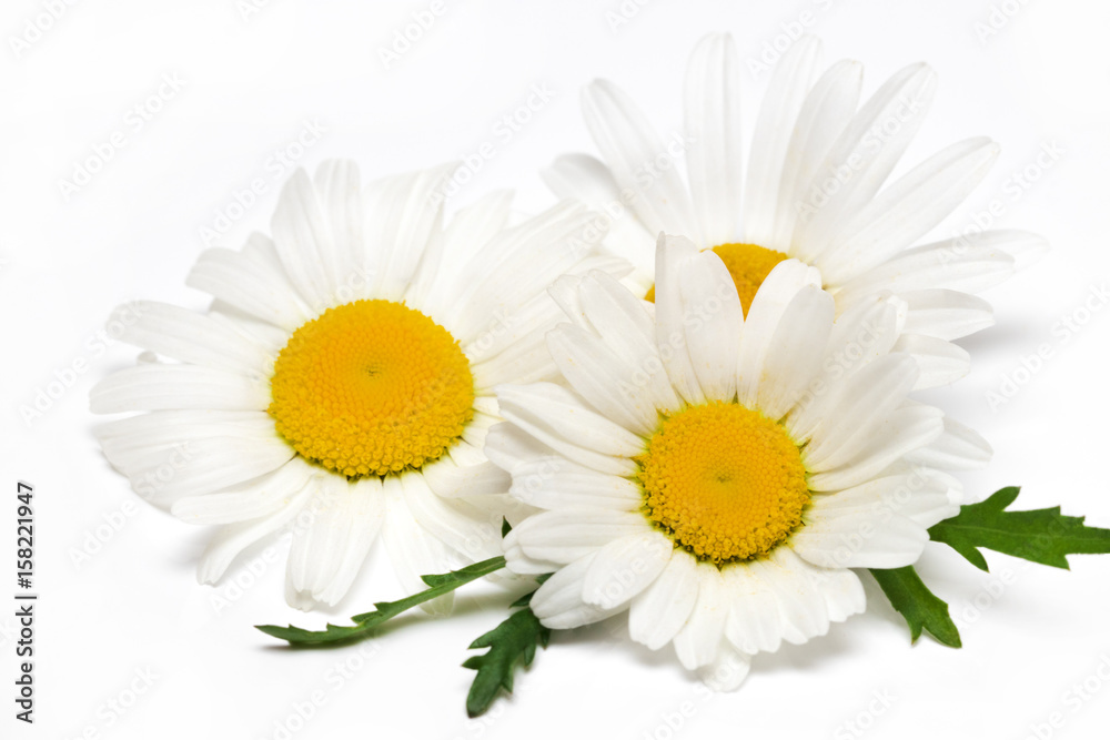 Fototapeta premium Chamomile or camomile flowers isolated on white background