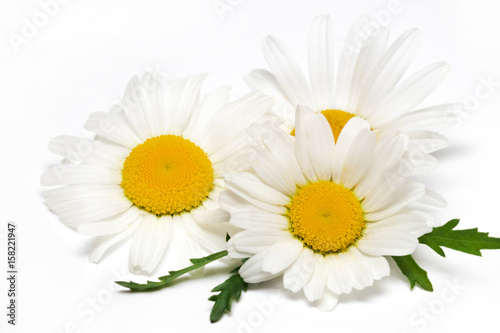 Fototapeta Naklejka Na Ścianę i Meble -  Chamomile or camomile flowers isolated on white background