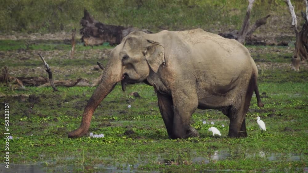Elephant Wading in a Swamp in Sri Lankan Wildlife Sanctuary Elephant Wading in a Swamp in Sri Lankan Wildlife Sanctuary