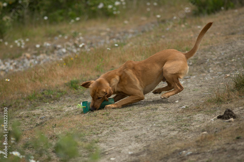 Gun Dog Training