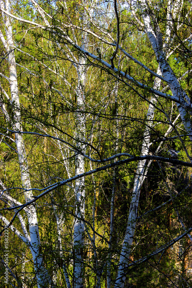 Fototapeta premium Tall slender white birch trunks with fresh leaves