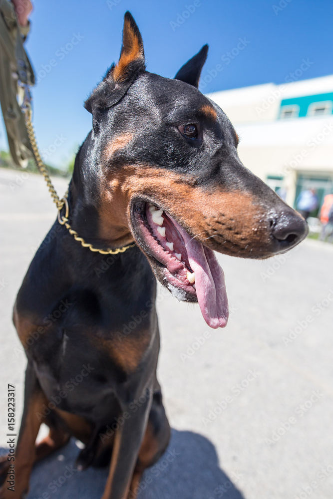 A portrait of a thoroughbred dog in nature