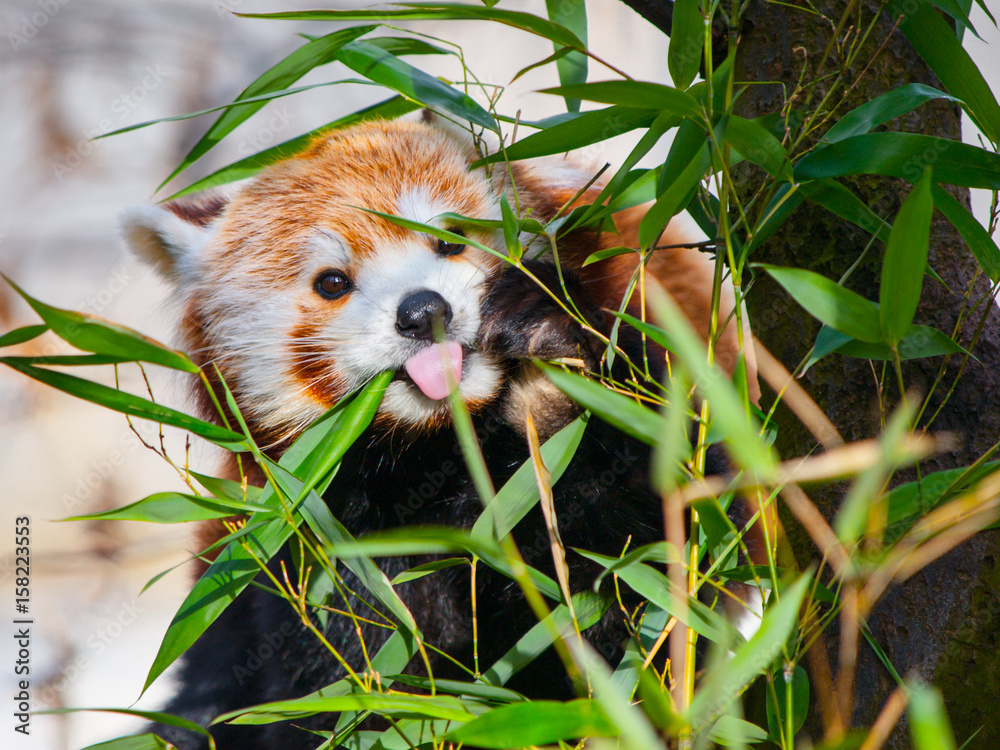Naklejka premium Red panda sitting on the branch and sticking its tongue out.