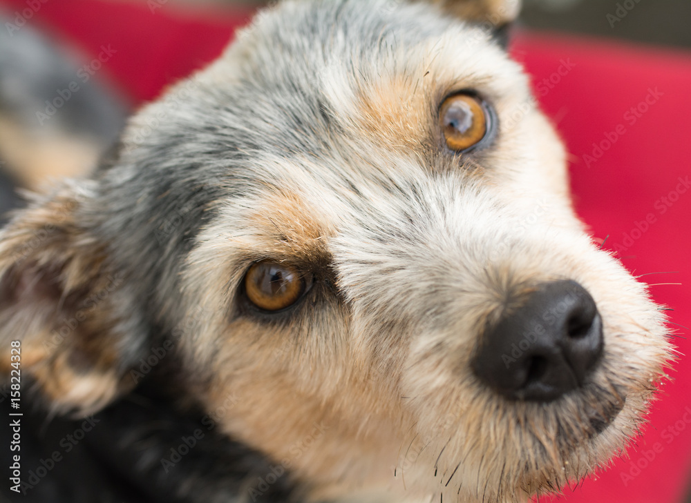 Hundeblick- süßer Hund Terrier Stock-Foto | Adobe Stock