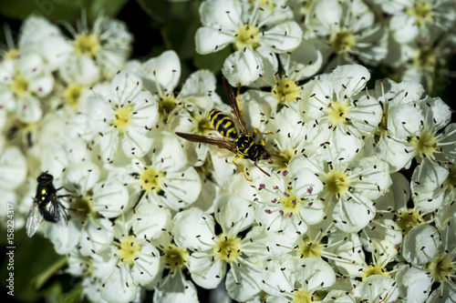 Wasp collecting pollen from little white flowers © lupigisella