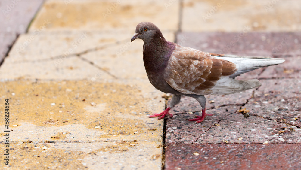 Obraz premium Dove on the sidewalk in the city