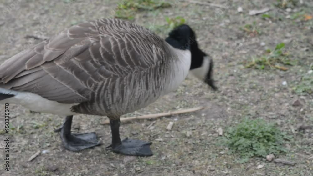 Canadian geese, Scotland